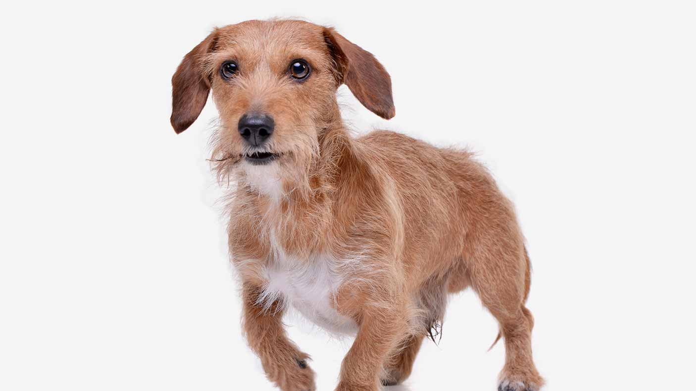 A scruffy looking do on a white background