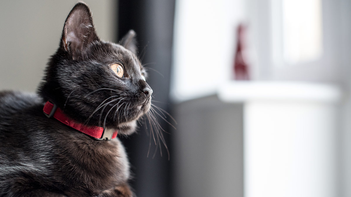 Close-up of black cat looking away at home