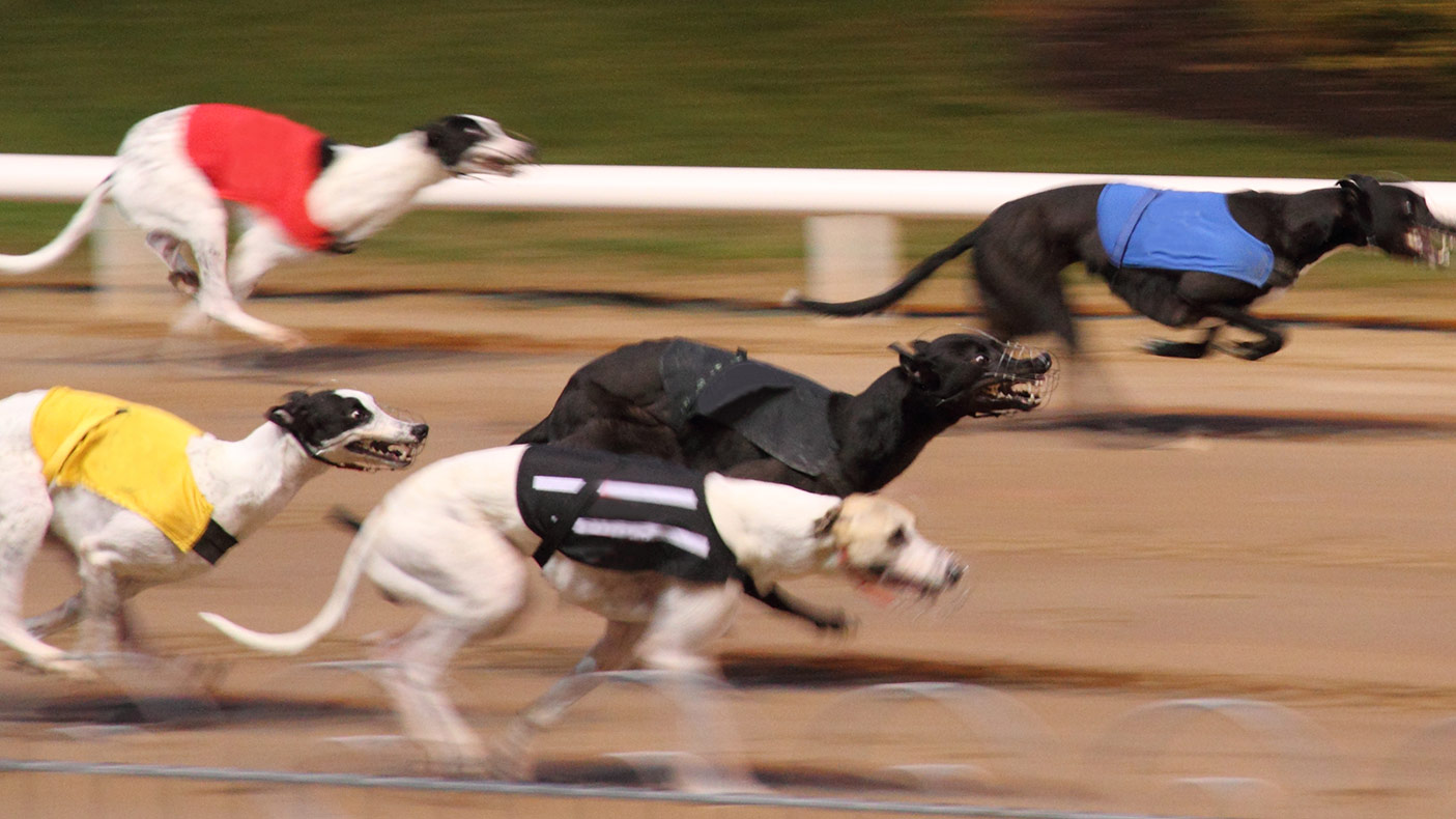 Greyhounds racing